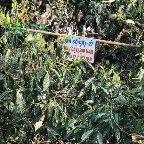 Bạch Trà Shan Trăm Năm HALITEA Di Sản Hộp Ấn Vàng Cao Cấp