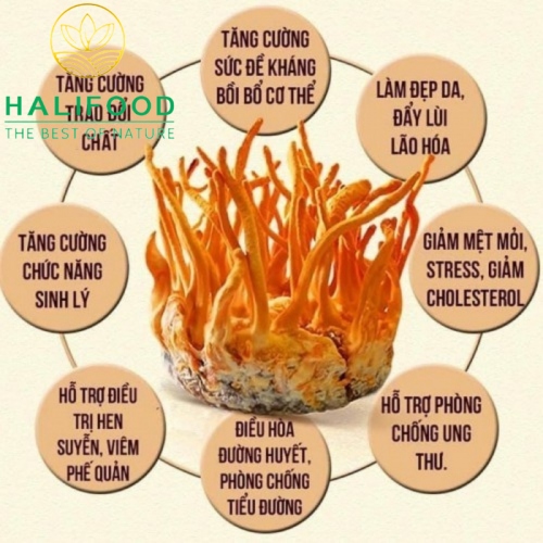 Đông Trùng Hạ Thảo HALIFOOD Sấy Thăng Hoa Loại Gãy Hũ 10gr
