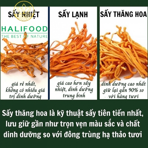 Đông Trùng Hạ Thảo HALIFOOD Sấy Thăng Hoa Loại Gãy Hũ 10gr