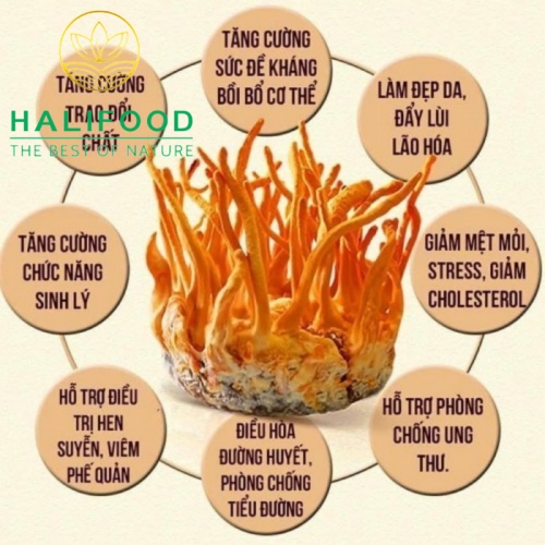 Đông Trùng Hạ Thảo HALIFOOD Sấy Thăng Hoa Loại Gãy Hũ 50gr