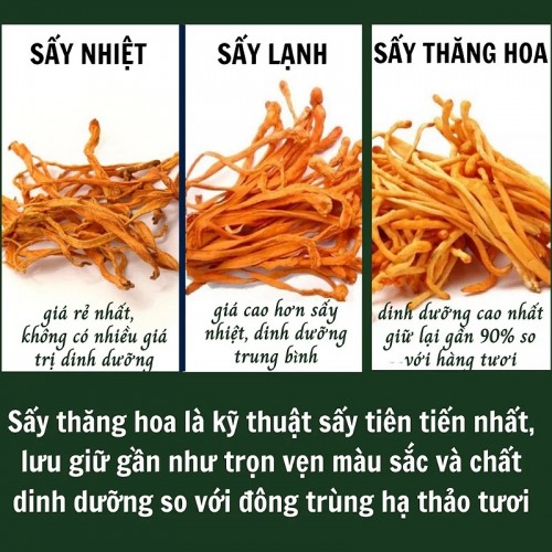 Đông Trùng Hạ Thảo VN Sấy Thăng Hoa Loại 1 Hộp Cao Cấp 20gr