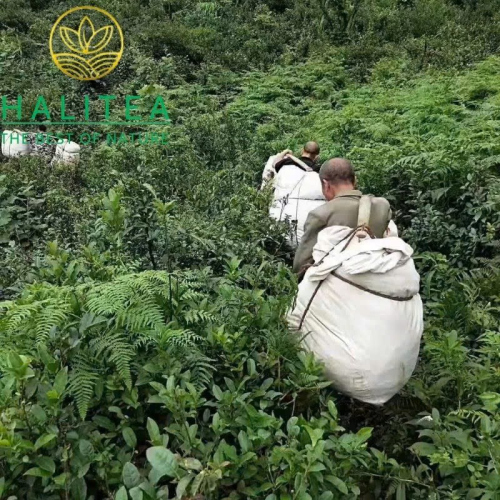 Hắc Trà An Hóa Bách Lượng Trà 3.6kg – Hắc Trà Cổ Truyền 300 Năm