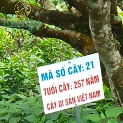 Hoàng Trà Shan Tuyết Cổ Thụ Bản Bẹ Tà Xùa Túi Zipper 100g