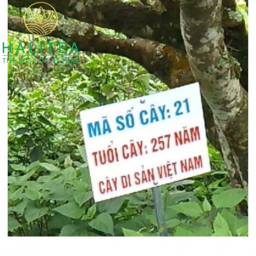 Hồng Trà Shan Tuyết Cổ Thụ Bản Bẹ Tà Xùa Túi Zipper 100g