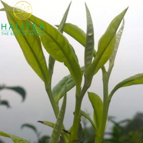 Hồng Trà Shan Tuyết Cổ Thụ Tây Côn Lĩnh Túi Zipper 150Gr
