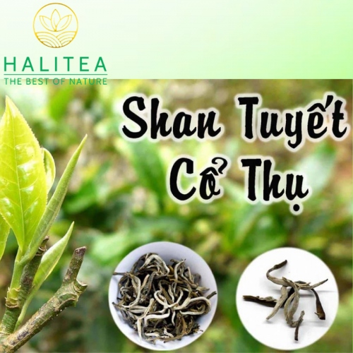 Set Lục Trà Shan Tuyết Cổ Thụ HALITEA Cao Cấp 200gr/ 2 hộp/ 1 Túi