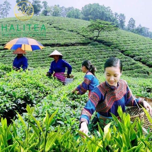 Set Lục Trà Shan Tuyết Cổ Thụ HALITEA Cao Cấp 200gr/ 2 hộp/ 1 Túi