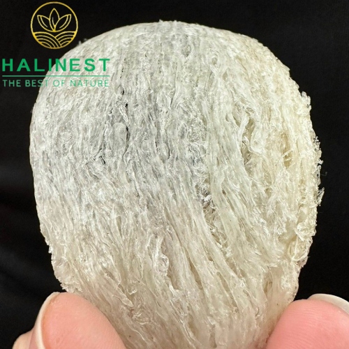 Tổ Yến Rút Lông Định Hình Xuất Khẩu Hộp 100gr