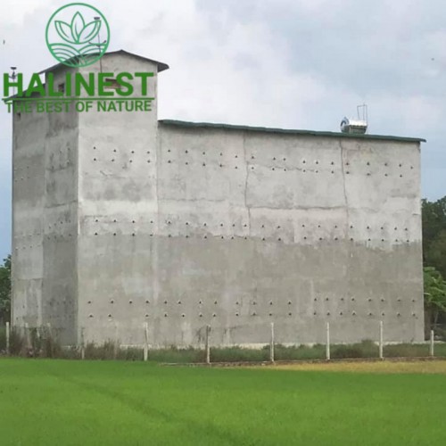 Tổ Yến Thô Nguyên Tổ Còn Lông Loại A Hộp 100Gr