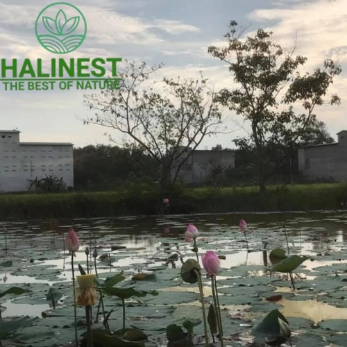 Tổ Yến Thô Nguyên Tổ Còn Lông Loại A Hộp 100Gr