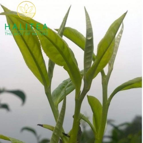 Trà Bánh Shan Tuyết Cổ Thụ Tây Côn Lĩnh 357Gr (Trà Sống - Sinh Trà)