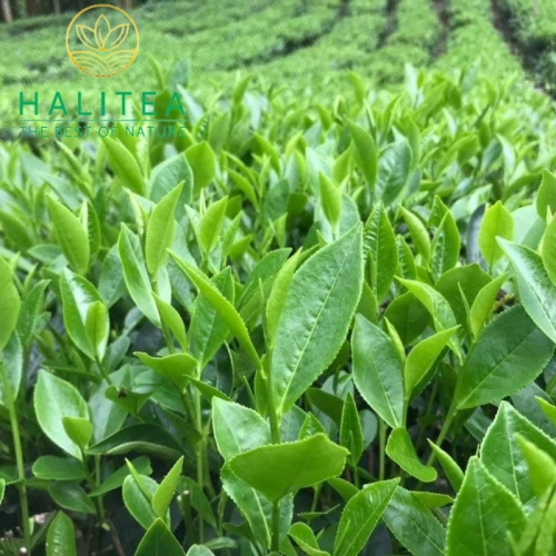 Trà Nõn Tôm HALITEA Túi Tam Giác Cao Cấp Hũ 15 Gói X 5gr