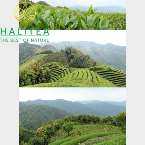 Trà Ô Long Alishan Đài Loan Cao Sơn (Alishan High Mountain Oolong) – Gói 150g.