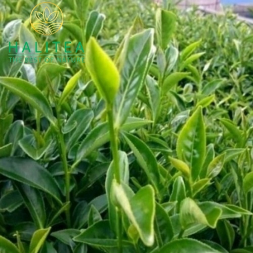 Trà Ô Long Đài Loan Gói 100Gr