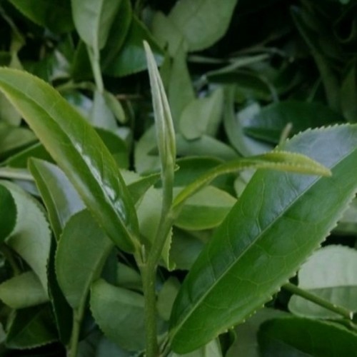 Trà Ô Long HALITEA Đặc Biệt Hộp 200gr