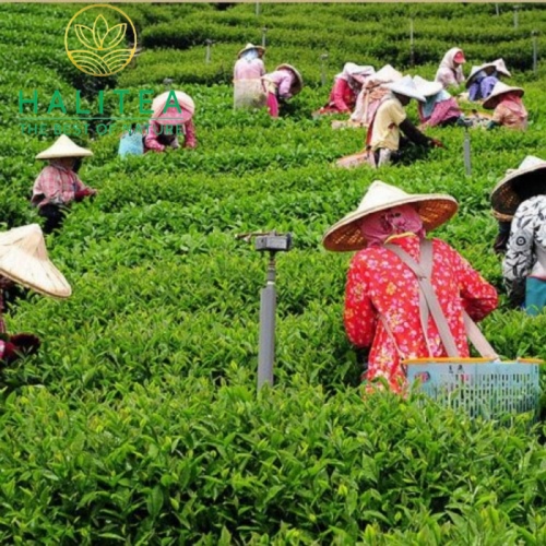 Trà Ô long Đông Đỉnh Đài Loan Cao Cấp Hộp 250Gr