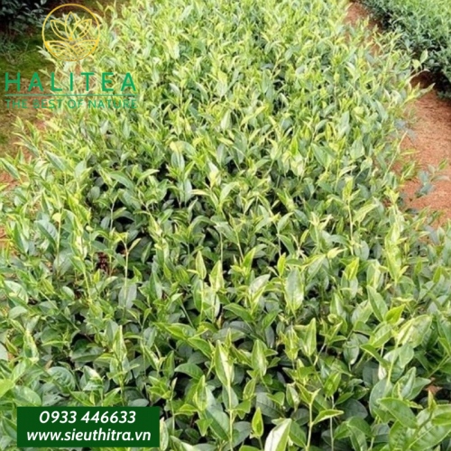 Trà Ô long Ướp Hoa Lài Tươi Tự Nhiên Lon Xanh 100gr