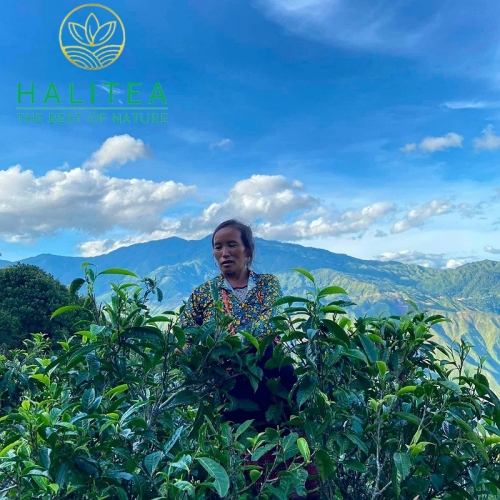 Trà Shan Tuyết Cổ Thụ HALITEA Túi Tam Giác Cao Cấp Hũ 15 Gói X5gr