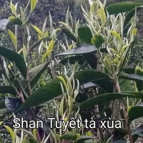 Trà Shan Tuyết Cổ Thụ HALITEA Túi Tam Giác Túi Zipper 40 Gói X5gr