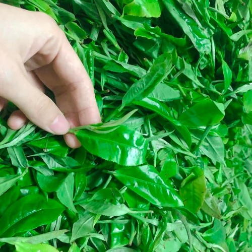 Trà Shan Tuyết Cổ Thụ Tà Xùa Thôn Chung Trinh Túi Zip 200gr