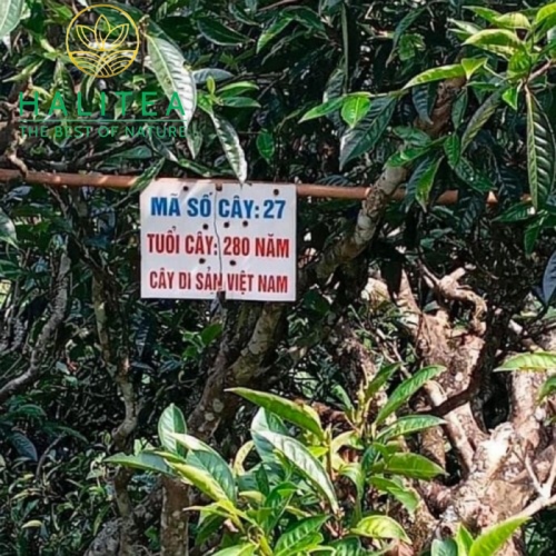 Trà Shan Tuyết Cổ Thụ Tà Xùa Thôn Mống Vàng Túi Zip 200gr